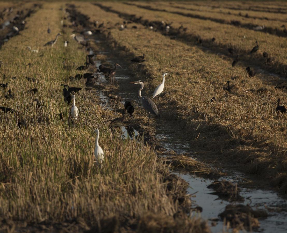 Mas Illa De Riu - Autentica Masia Del Delta Del Ebro Con Capacidad Para 20 Personas - Deltavacaciones Sant Jaume d'Enveja Zewnętrze zdjęcie